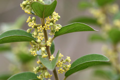 Gymnema sylvestre